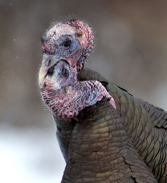Pennsylvania Wildlife Photographer Eastern Wild Turkey Fight
