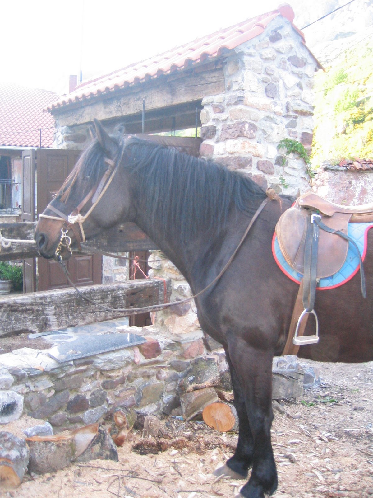 [cabeza+caballo.jpg]