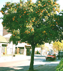 Un Naranjo en una vereda de Castelar