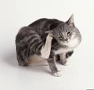 [catscratching.jpg]