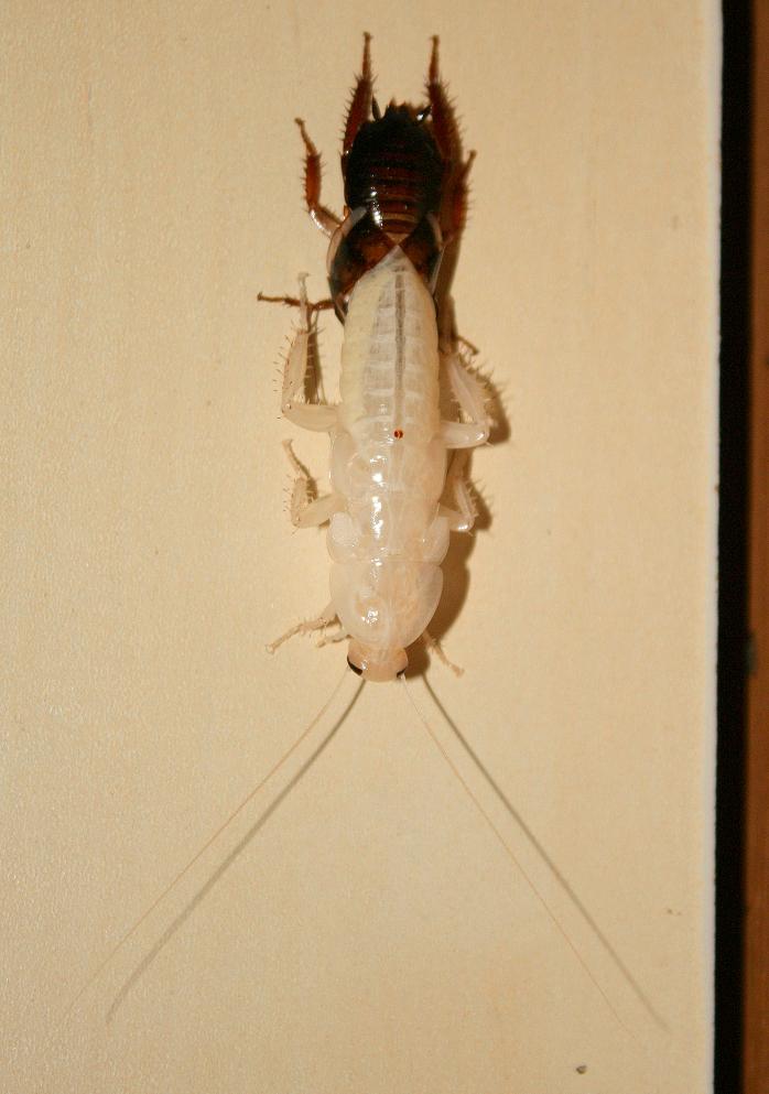 Biggest Roach Ever