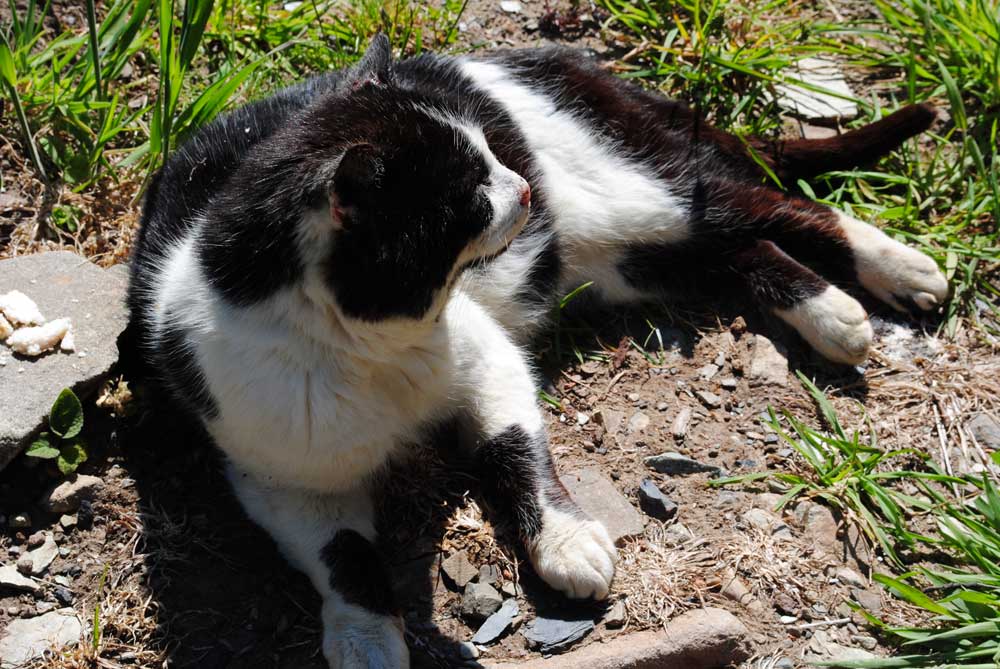 Pied Cat
