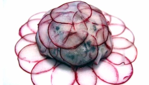 [radish+cropped.jpg]