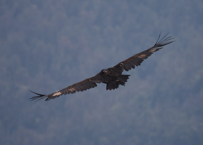 ELECTRA a ORÍS (OSONA)