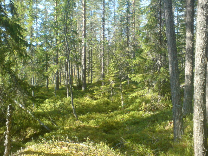 [image-upload-108-768225.jpg]