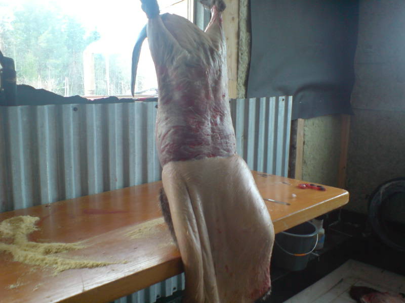 [image-upload-136-732992.jpg]