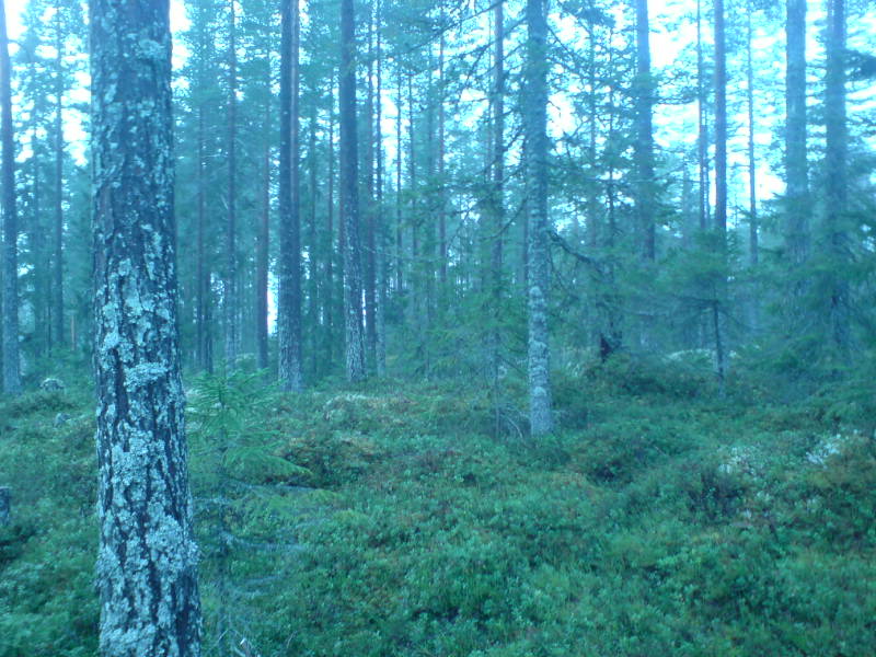 [image-upload-49-734028.jpg]