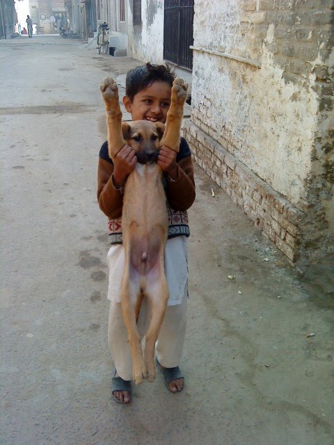 Funny+dog+pictures+for+kids