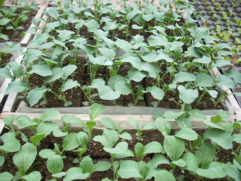 [gh+brassica+040108.JPG]