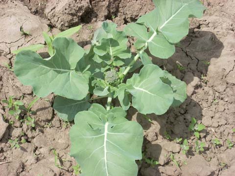 [0508+broccoli+button.jpg]