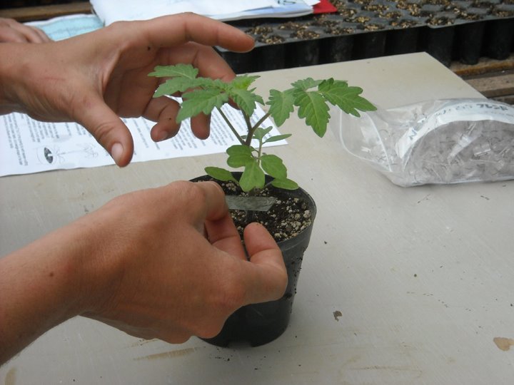 [grafting+tomato+1.JPG]