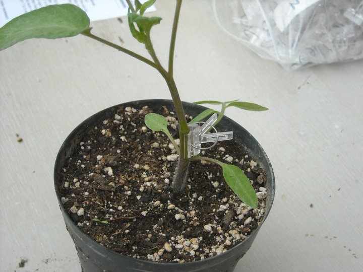 [grafting+tomato+7.JPG]