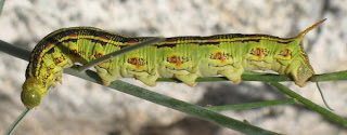 Voracious caterpillar, bane of the blooms