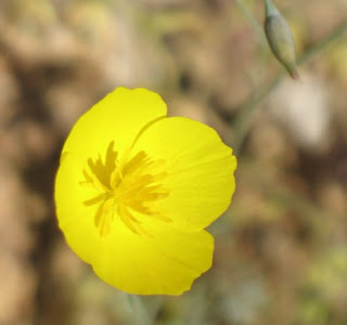 Desert poppy closeup
