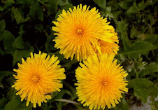 Taraxacum officinale