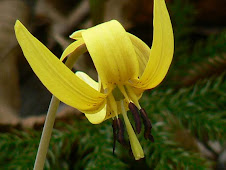 ...or Adder's Tongue