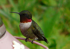 Archilochus colubris