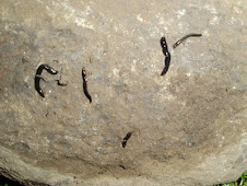 Planaria terrestre que investigamos