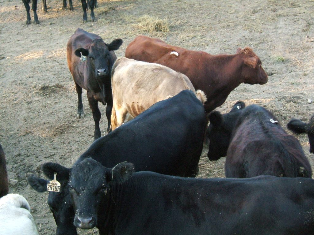 Ruthlynn's World Cow Cutting