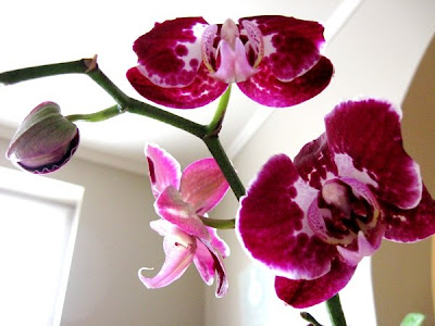 Blackjack orchid