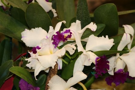[orchid+1.JPG]