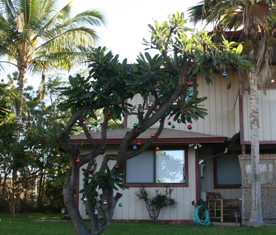[Plumeria+Christmas+Tree+3.JPG]