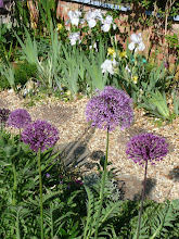 Irises and aliums