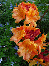 Spring colour, May 2009