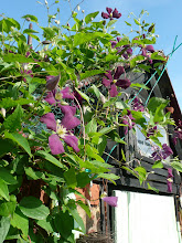 Clematis against an azure blue sky