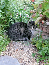 Eddie in the back garden