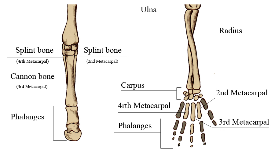 Equine Carpal Bones