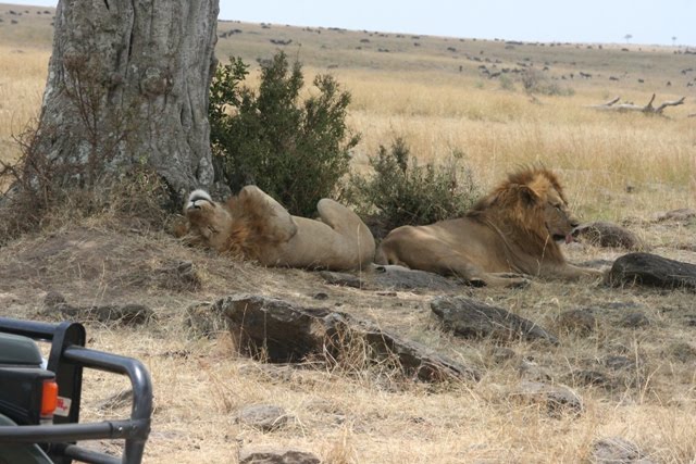 [safari+lazy+lions.jpg]