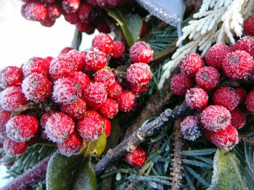 [Hollyberries.JPG.jpeg]