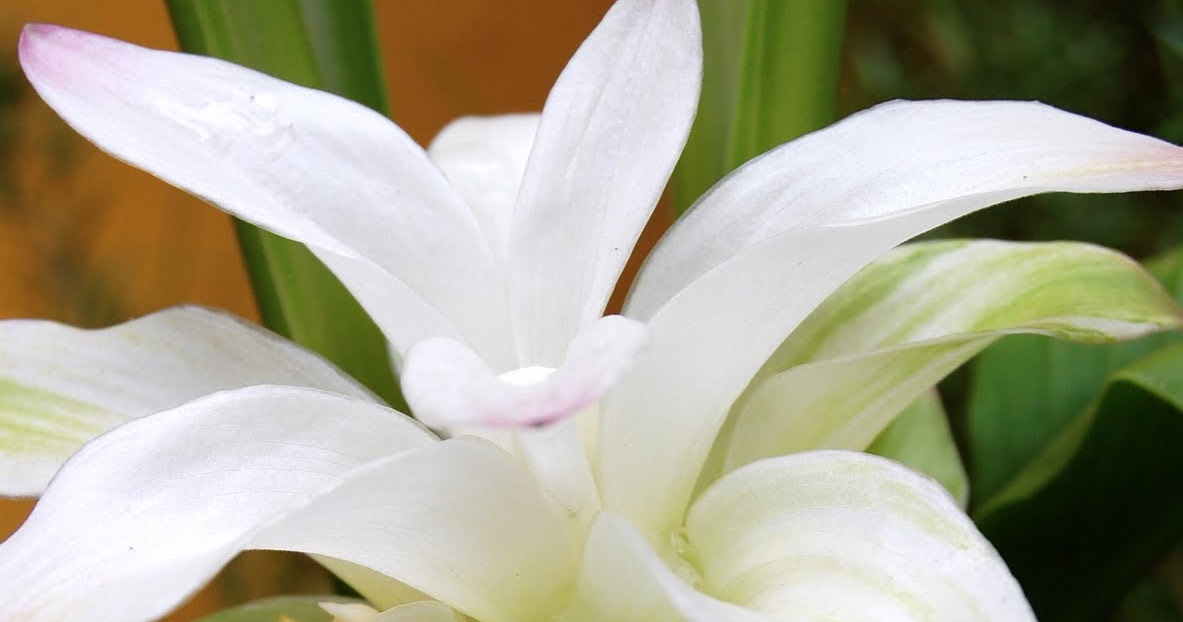 Brisbane Daily Photo Turmeric Flower