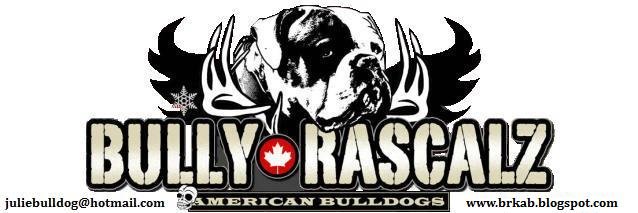 Bully Rascalz American Bulldogs