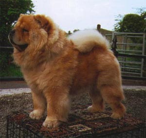 O sonho do meu noivo é um desses..o meu tbm rsrsr Caes_chow-chow