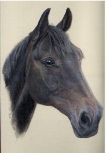 HORSE PORTRAITS<br>click the picture to visit my website Horse Portrait gallery