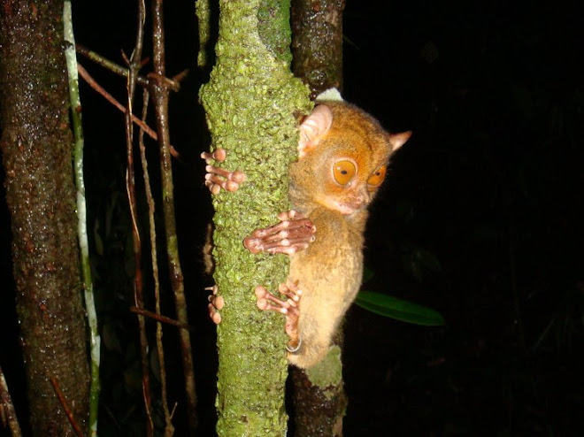 cute and cuddly tarsier