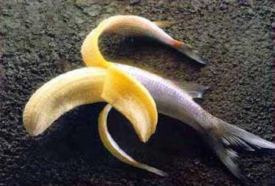 † JD Salinger † Wm-Banana+fish