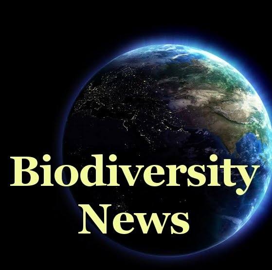 BiodiversityNews Dyscophus antongilii