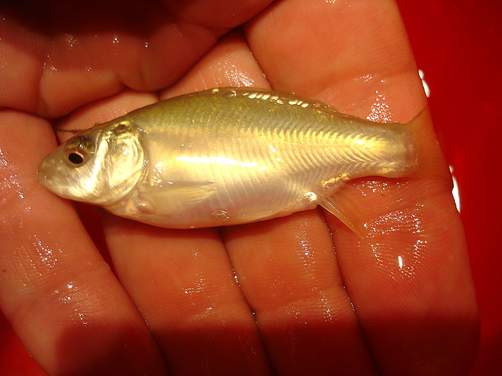 [Karperkroost_a_1007]