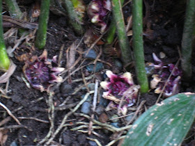 旧安田楠雄邸にようこそ ハランの花