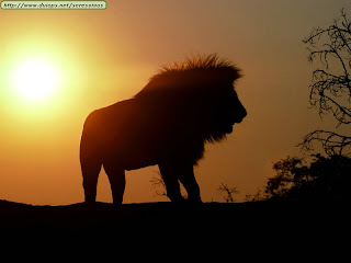 El León: El Rey de la Selva fotos, leon, rey, selva