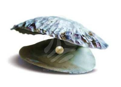 seashell pearl