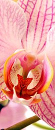 [orchidea_08b.jpg]