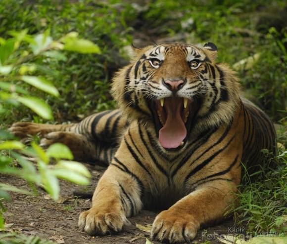 Gambar Foto Hewan download foto harimau sumatera