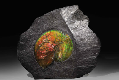 chubut - Informes - Ópalos Ammonite+Fossil