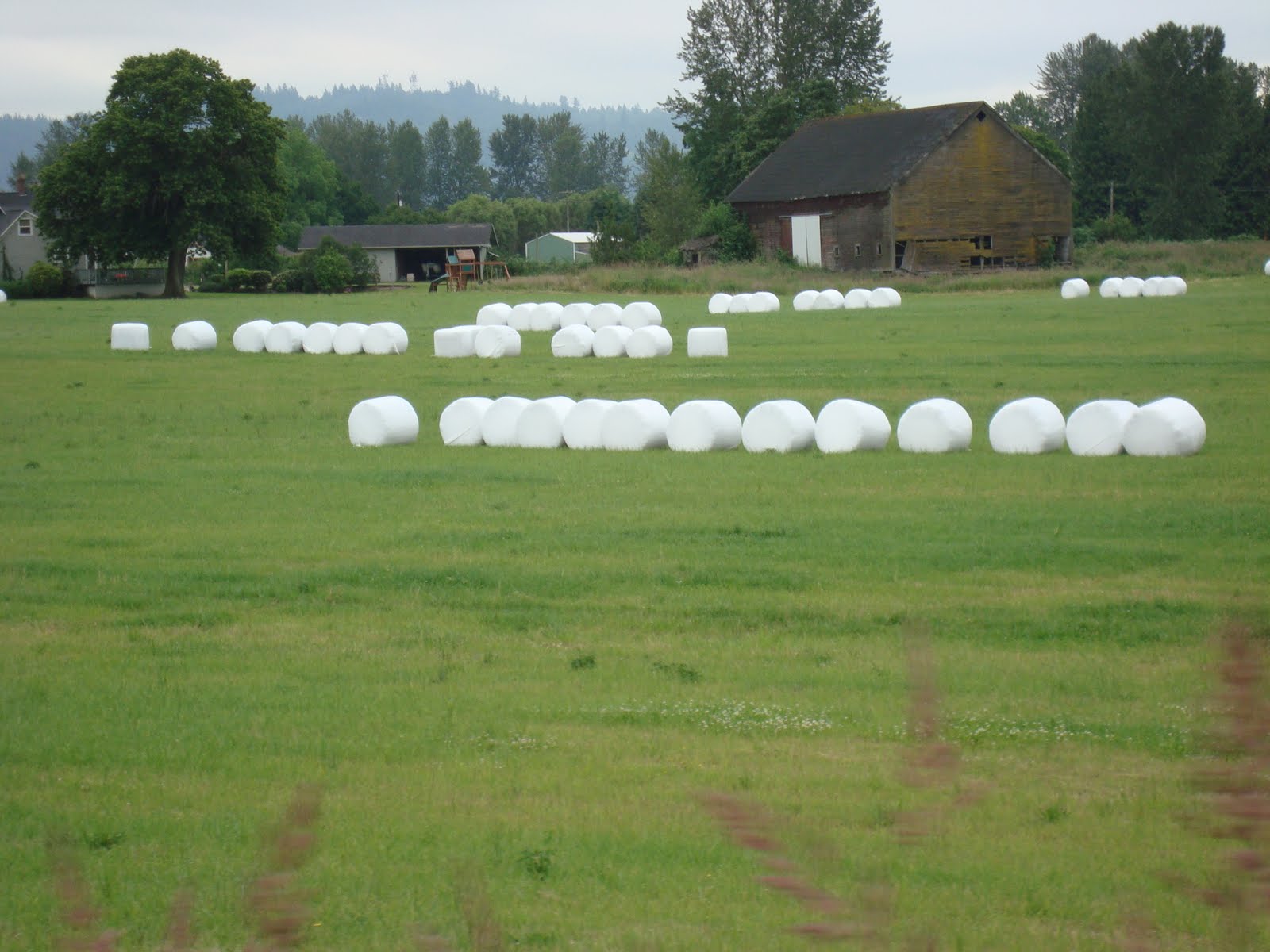 In the moment Marshmallow Farms