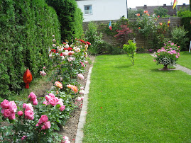 Trandafirii din curte