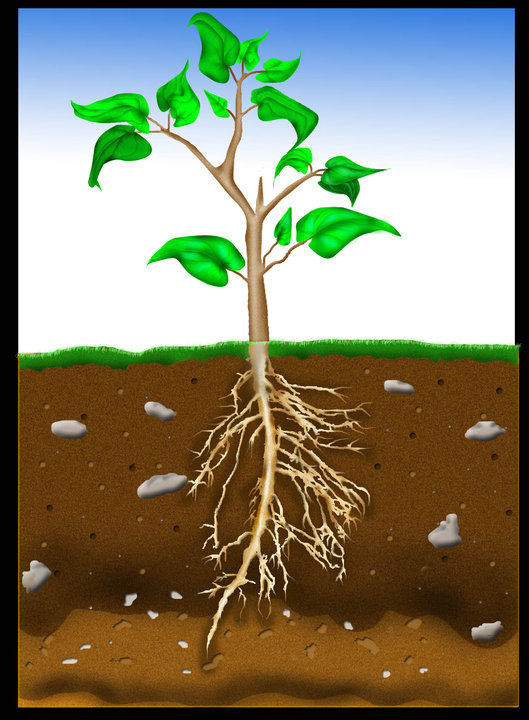 isamas54 Tumbuhan Dikotil dan Monokotil (Bagian 2Tamat)